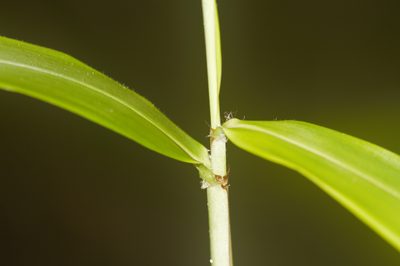 Lasiacis ligulata, photographed by Guillaume Delaitre