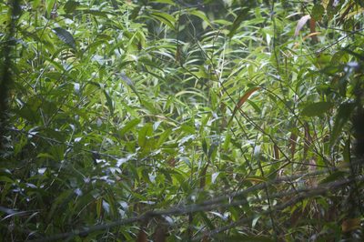 Lasiacis ligulata, photographed by Guillaume Delaitre
