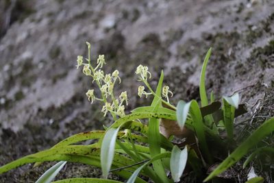 Liparis reflexa, photographed by Liam southwell
