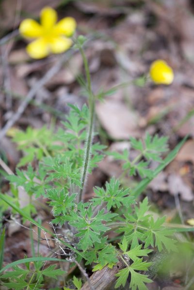 Ranunculus colonorum, photographed by Ruth Clark