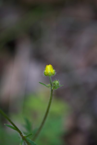 Ranunculus colonorum, photographed by Ruth Clark