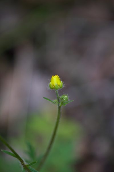 Ranunculus colonorum, photographed by Ruth Clark