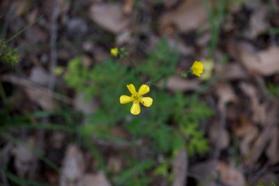 Ranunculus colonorum, photographed by Ruth Clark