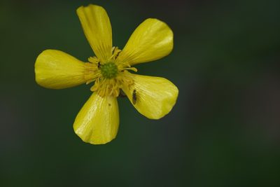 Ranunculus colonorum, photographed by Ruth Clark