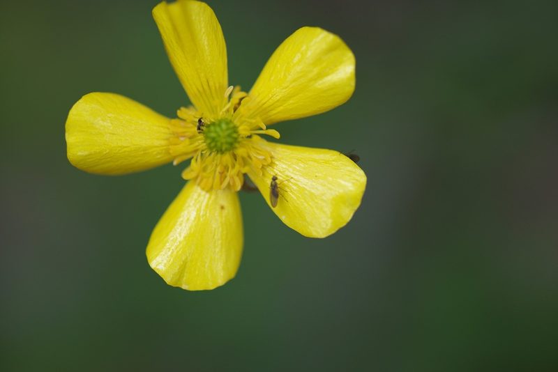 Ranunculus colonorum, photographed by Ruth Clark