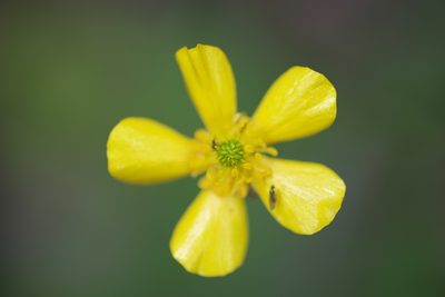 Ranunculus colonorum, photographed by Ruth Clark