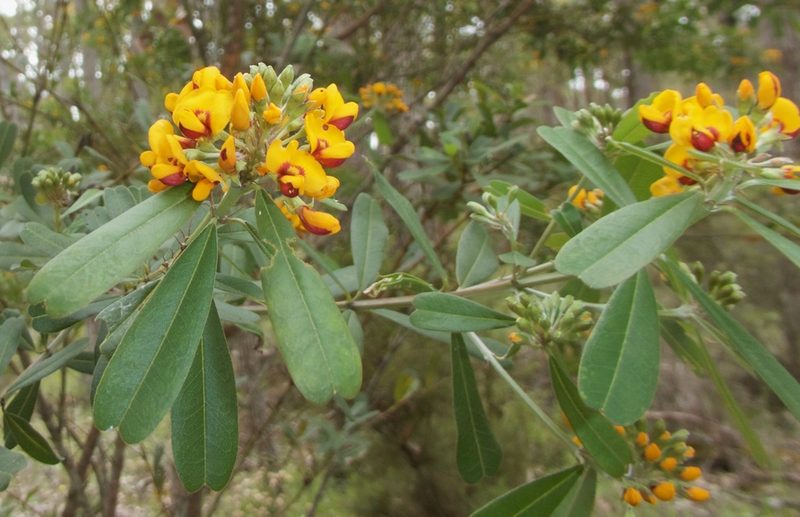 Gastrolobium bilobum, photographed by Ruth Clark