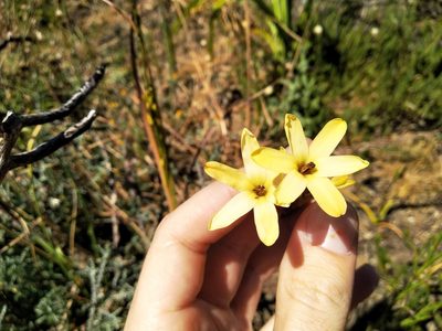 Ixia paniculata, photographed by De Waal Hugo