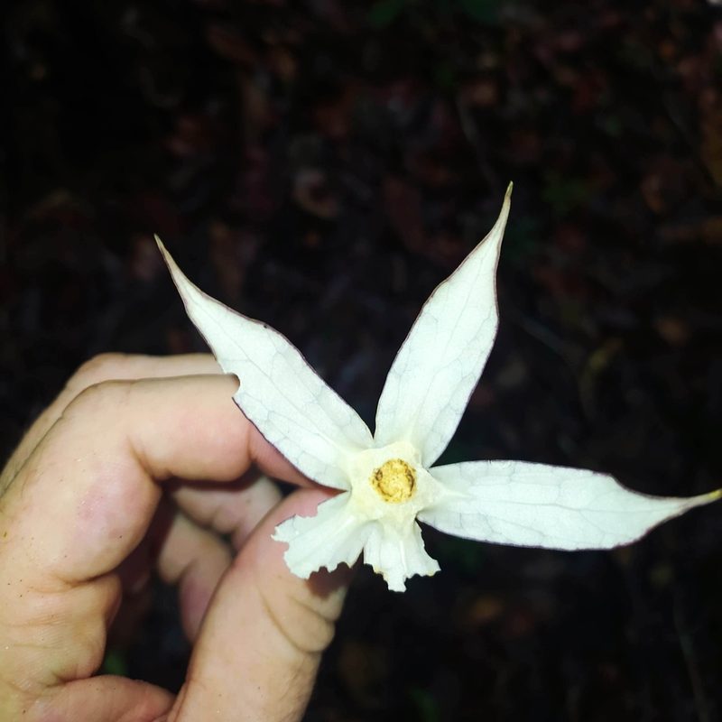 Markea longiflora, photographed by Guillaume Delaitre