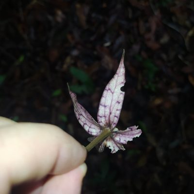 Markea longiflora, photographed by Guillaume Delaitre