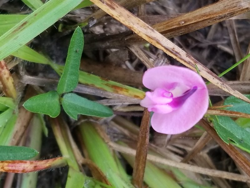 Strophostyles umbellata, photographed by Jana Winberg