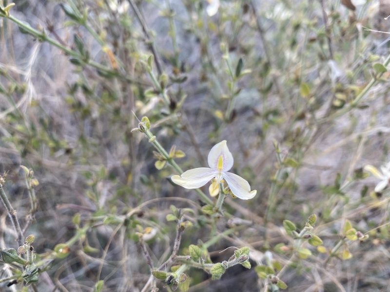 Carlowrightia neesiana, photographed by Claudio Cantú Muñiz