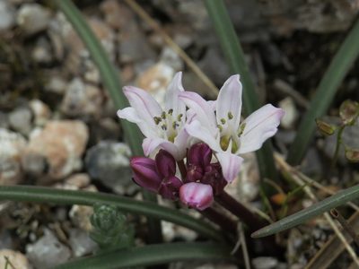 Brimeura fastigiata, photographed by Yves Bas