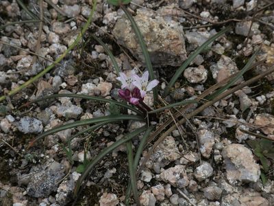 Brimeura fastigiata, photographed by Yves Bas