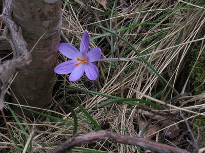 Crocus corsicus, photographed by Yves Bas