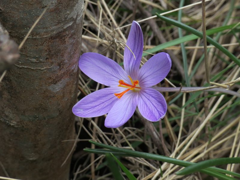 Crocus corsicus, photographed by Yves Bas