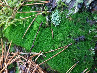 Orthodicranum montanum, photographed by Elizaveta Ignatieva