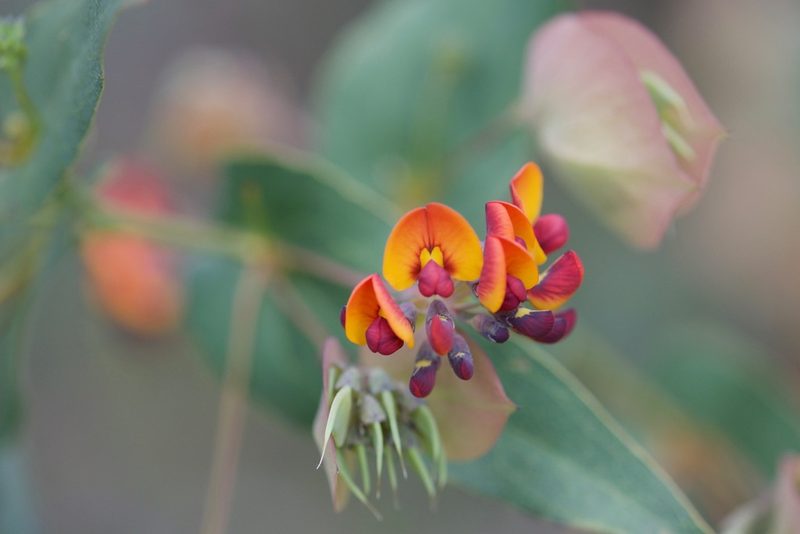Daviesia cordata, photographed by Ruth Clark