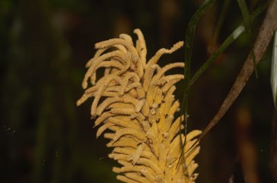 Astrocaryum paramaca, photographed by Guillaume Delaitre