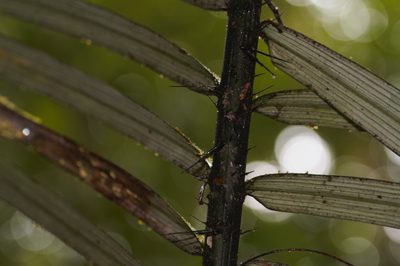 Astrocaryum paramaca, photographed by Guillaume Delaitre