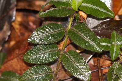 Palicourea debilis, photographed by Guillaume Delaitre