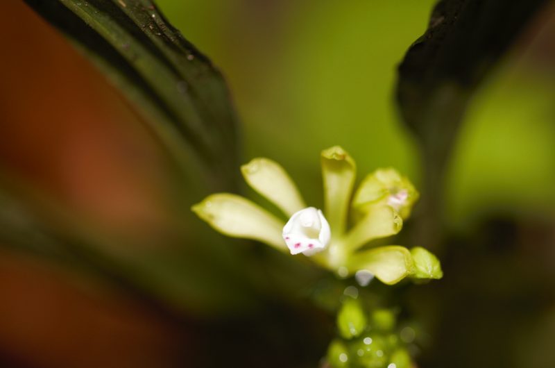 Palmorchis pabstii, photographed by Guillaume Delaitre