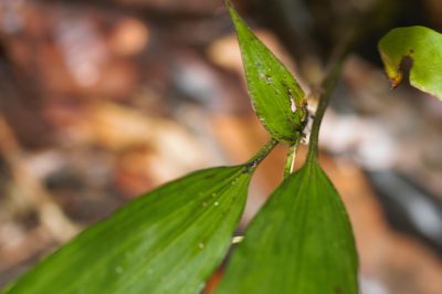 Palmorchis pabstii, photographed by Guillaume Delaitre