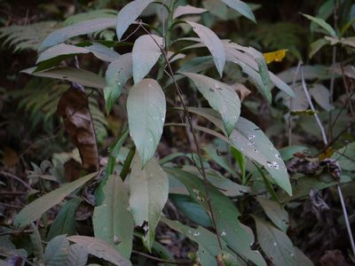 Blumea lanceolaria, photographed by Dinesh Valke
