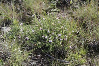 Salvia axillaris, photographed by Juan Cruzado Cortés
