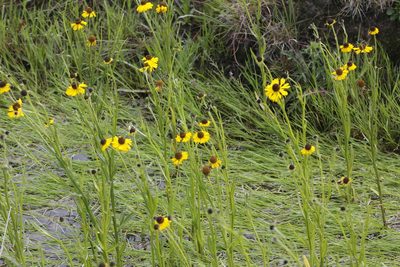 Helenium mexicanum, photographed by Juan Cruzado Cortés
