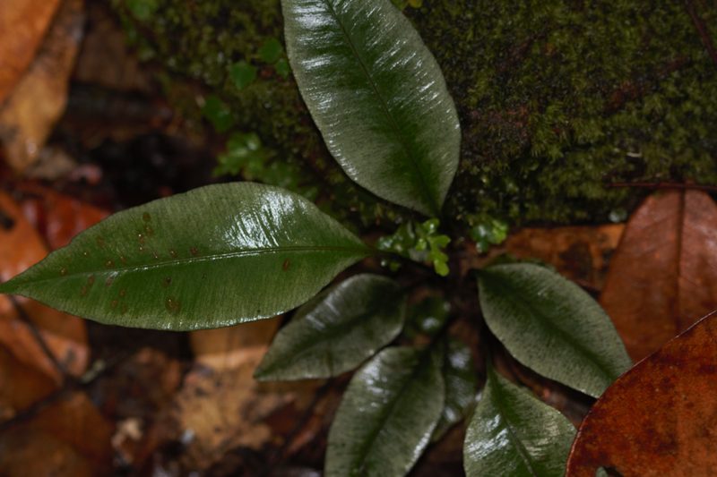 Danaea simplicifolia, photographed by Guillaume Delaitre