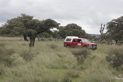 Quercus potosina, photographed by Juan Cruzado Cortés