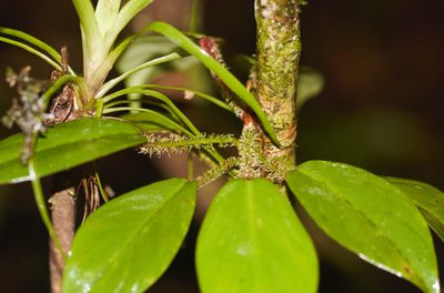 Philodendron squamiferum, photographed by Guillaume Delaitre