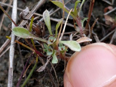 Hesperevax sparsiflora, photographed by Ken-ichi Ueda