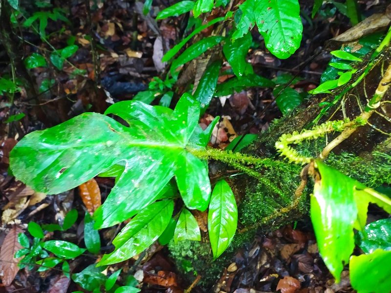 Philodendron squamiferum, photographed by Guillaume Delaitre