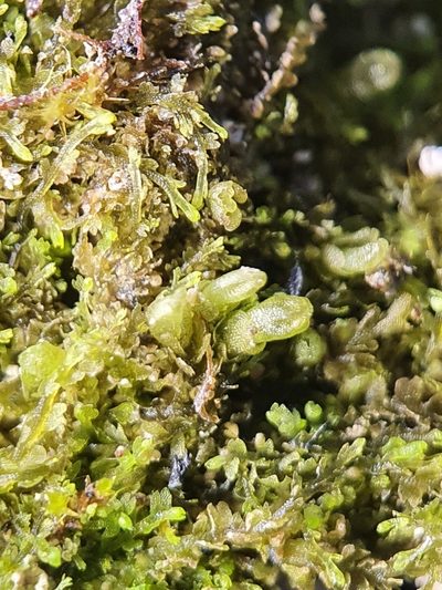 Mesoptychia turbinata, photographed by Jonathan Hughes