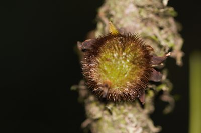 Diospyros ropourea, photographed by Guillaume Delaitre
