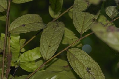Diospyros ropourea, photographed by Guillaume Delaitre
