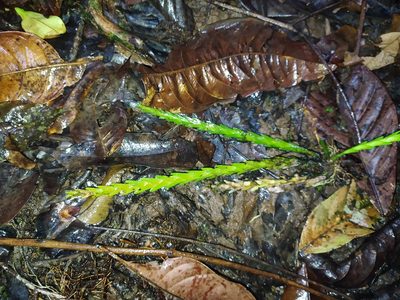 Lockhartia imbricata, photographed by Guillaume Delaitre