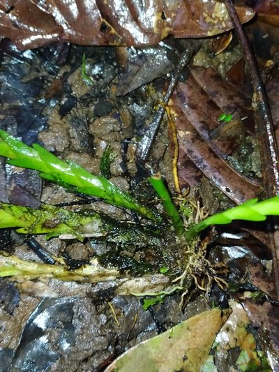 Lockhartia imbricata, photographed by Guillaume Delaitre