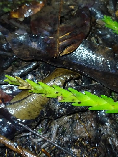 Lockhartia imbricata, photographed by Guillaume Delaitre