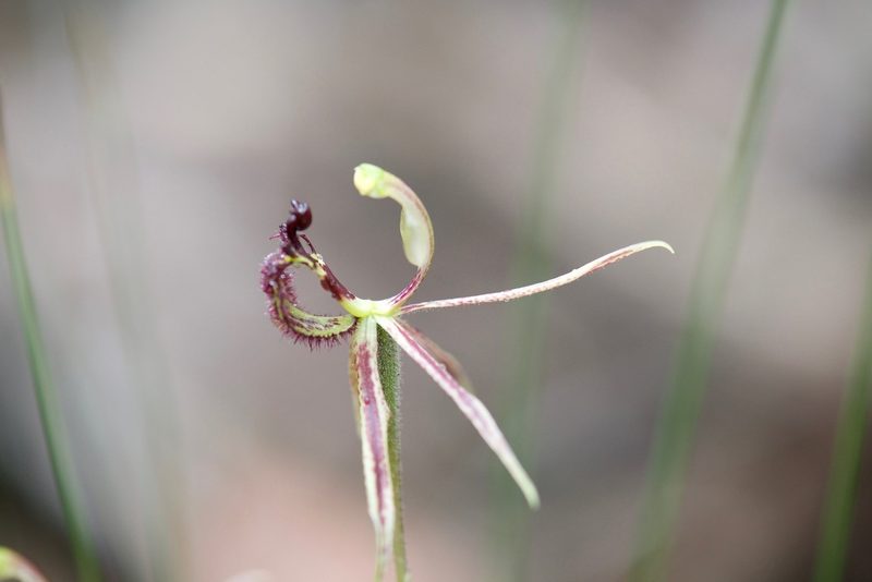 Caladenia barbarossa, photographed by Ruth Clark