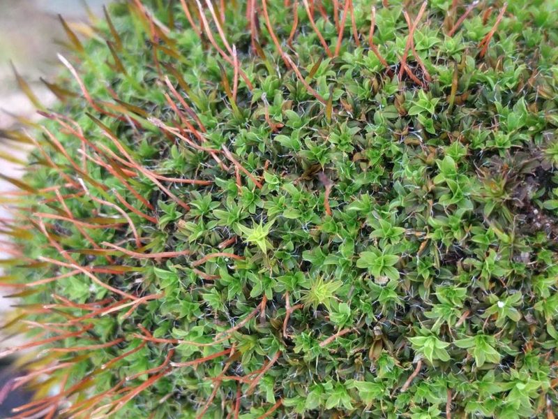 Syntrichia laevipila, photographed by Michel Langeveld