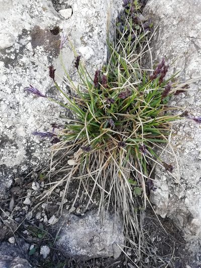 Sesleria sadleriana, photographed by Krisztina
