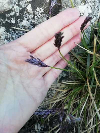 Sesleria sadleriana, photographed by Krisztina