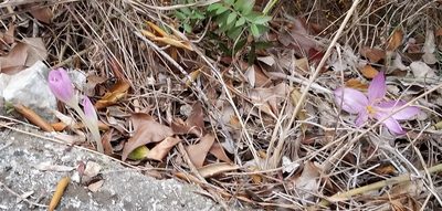Colchicum lusitanum, photographed by Stari Plativky