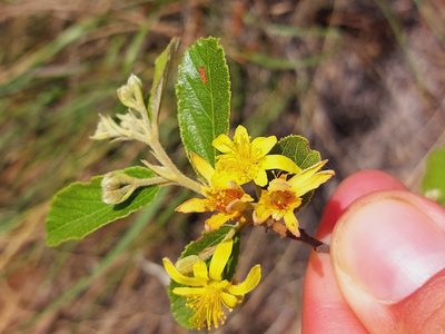 Grewia rogersii, photographed by Manuel R Popp