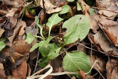 Pyrola minor, photographed by Aleksei Baushev