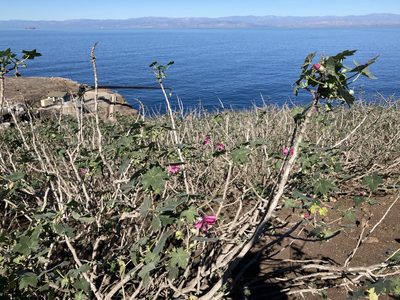 Malva assurgentiflora, photographed by Adam J. Searcy
