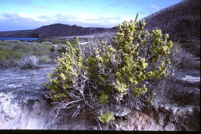 Nolana galapagensis, photographed by Simon Tonge